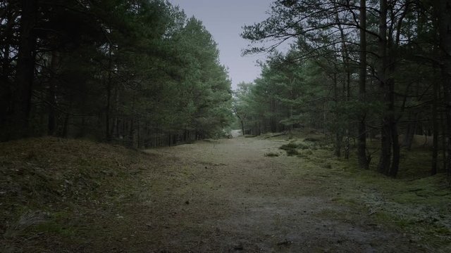 Mysterious forest path near Lake Sarbsko and Slowinski and Sarbski National Park.