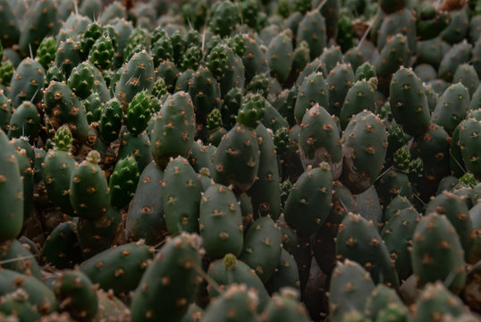 Close-up of  Cumulopuntia boliviana or chenille succulent plant in the botanical garden.