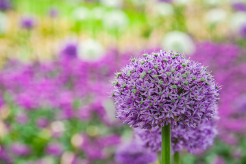 Spherical purple allium flowers. In the Green leaf background, Allium Gladiator is a spectacular giant Onion. - obrazy, fototapety, plakaty