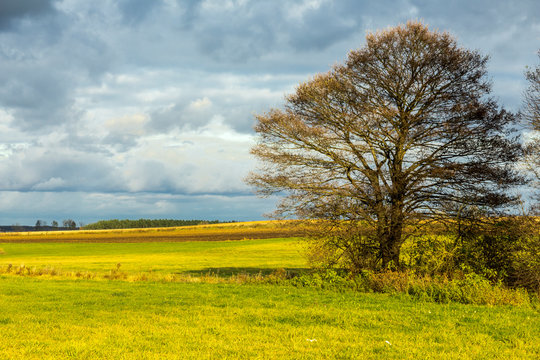 Late autumn. A lonely tree stands among the meadows. Forest in the background. Podlasie, Poland.