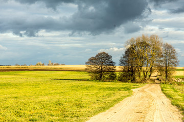 Obraz premium Late autumn. Several lonely trees stand among the fields. Gravel road and pasture in the foreground. Podlasie, Poland.