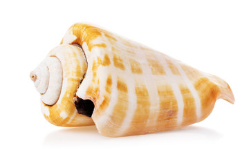 Cone-shaped seashell isolated on white background. Souvenir products