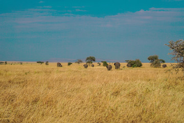 Many African elephants in the savannah are searching for food.