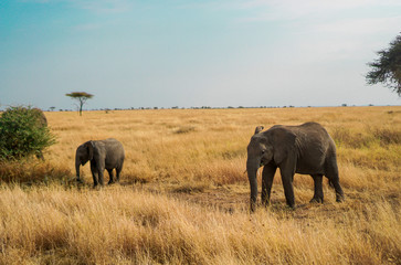 Naklejka na ściany i meble Many African elephants in the savannah are searching for food.