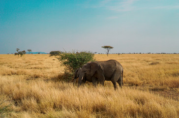 Many African elephants in the savannah are searching for food.