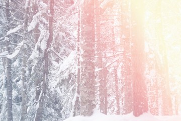 Beautiful forest with fir trees and snow all around, for text