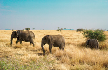Fototapeta premium Many African elephants in the savannah are searching for food.