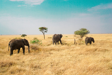 Naklejka na ściany i meble Many African elephants in the savannah are searching for food.