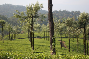 Fototapeta na wymiar Beautiful tea plantations in the western ghats of South India. Ooty countryside, Tamil Nadu, India