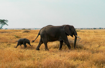 Naklejka premium Many African elephants in the savannah are searching for food.