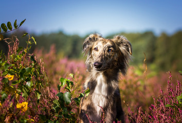Windsprite in der Heide