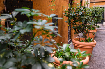 Fototapeta na wymiar Pots with outdoor plants. Rome, Italy.