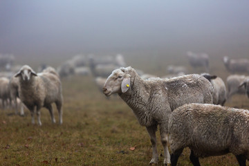 Schafherde im Nebel auf der Weide im Wald von Jonsdorf in Sachsen