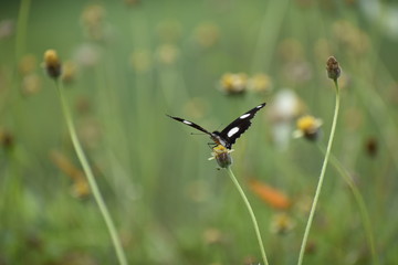 butterfly on green grass