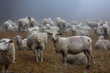 Schafherde im Nebel auf der Weide im Wald von Jonsdorf in Sachsen