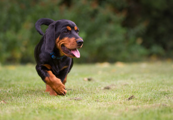 Alpenländische Dachsbracke © Andrea