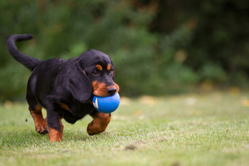 Alpenl&auml;ndische Dachsbracke als Welpe