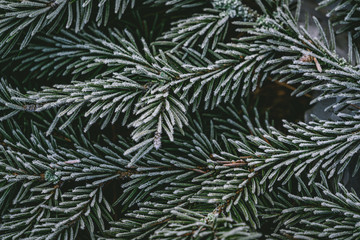 Fototapeta na wymiar Green pine branches covered by the first snow. Winter background