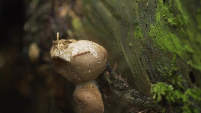 Vesse-de-loup, pet-de-loup, ralentis slowmotion, champignons d'automne