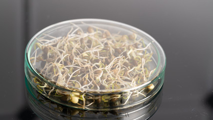 GMO plant sprouts science lab