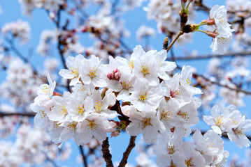 cherry blossom in spring. sakura flower bloom blossom springtime nature .