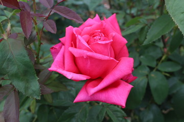 A big pink rose in rose garden in Kyoto