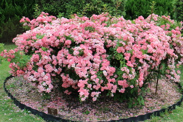 Pink rose bush in rose garden, Kyoto