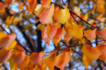 Blurred image of coloful leaves. Abstract nature background. Cropped sot of a tree, blurry background.