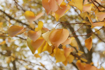 Blurred image of coloful leaves. Abstract nature background. Cropped sot of a tree, blurry background.