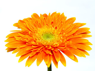 Separate orange gerbera flowers against a white background