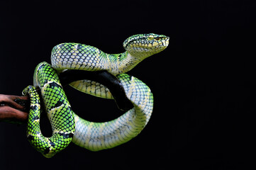 snake on black background