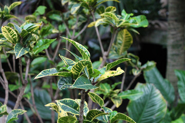 Jungle plant