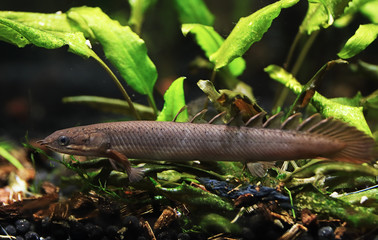 Young Senegalese bichir (Polypterus senegalus) photographed in an aquarium.
