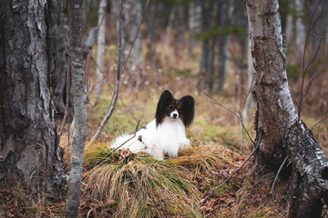 Cute dog breed papillon lying under the tree in the forest in the fall