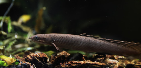 Young Senegalese bichir (Polypterus senegalus) photographed in an aquarium.