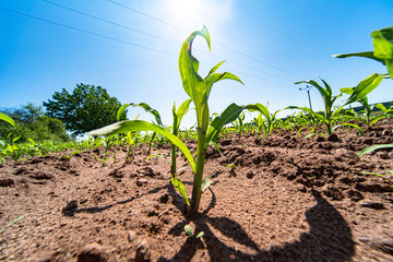 Agricultural field with corn seedlings