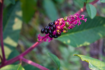 Fiore selvaggia colorata