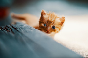 Beautiful Ginger Kitten Exploring the World