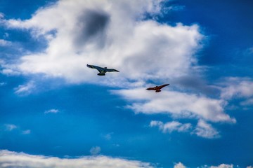 Fototapeta na wymiar Two kites in the sky. It was captured from padma river