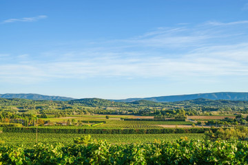 Fototapeta na wymiar Provence panorama with vineyards and fields. On the horizon of the mountain.