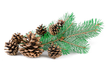 cones and sprigs of a Christmas tree on a white background