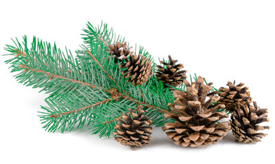 cones and sprigs of a Christmas tree on a white background