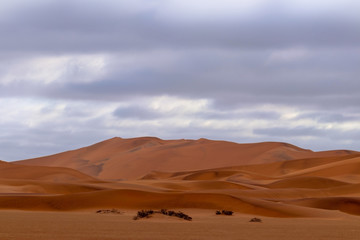 Fototapeta na wymiar Amazing view of the sand dunes inNamib Desert. Artistic picture. Beauty world.