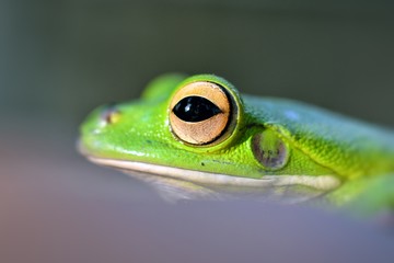 green tree frog eye