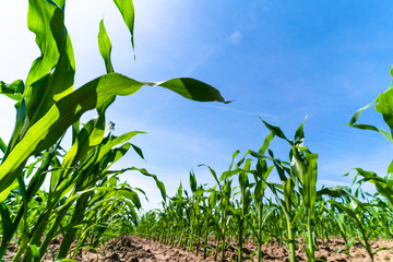 Agricultural field with corn seedlings