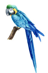tropical bird, parrot on isolated white background, watercolor illustration, hand drawing