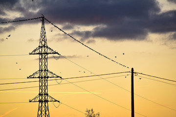 energie electricité cable fil oiseaux © Jean-Luc Flémal - BE