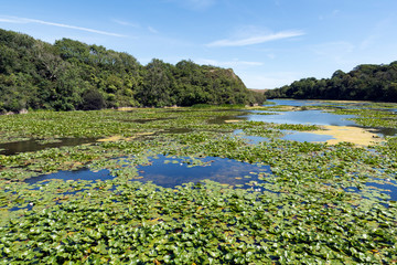 Beautiful Lily Ponds in Bosherston, Pembroke, Wales on a summer day. 