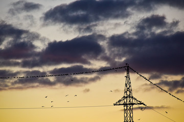 energie electricité cable fil oiseaux © Jean-Luc Flémal - BE