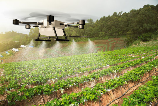 Agriculture drone fly to sprayed fertilizer on the Strawberry Farm. Agricultural technology concept. - Image